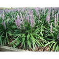 25 Pots Lily Turf G696