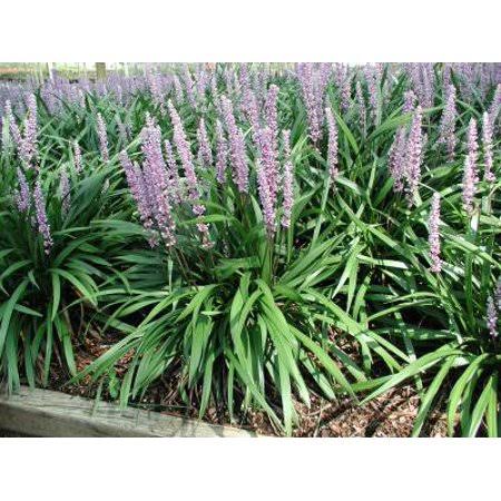 25 Pots Lily Turf G696
