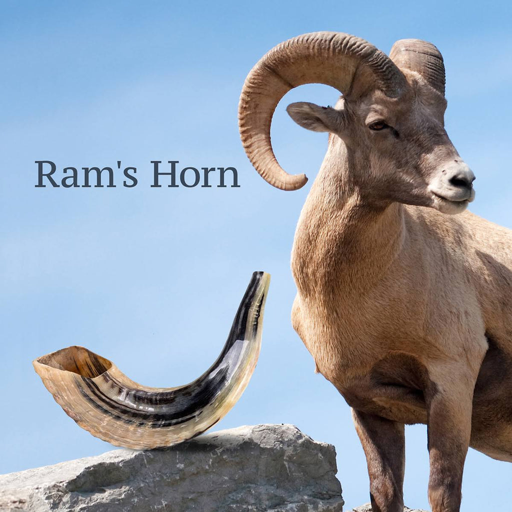 Natural Dark Ram&s Horn Shofar T85705
