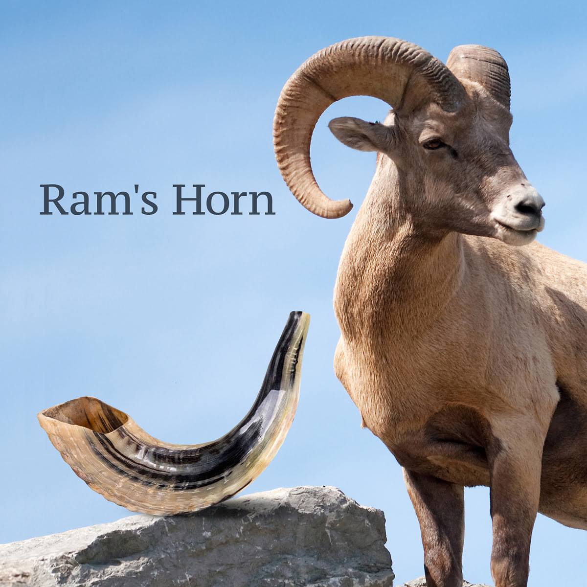 Natural Dark Ram&s Horn Shofar T85705
